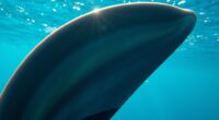 flipper mechanics scientific principles