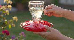 14 Best Hummingbird Feeders in 2026